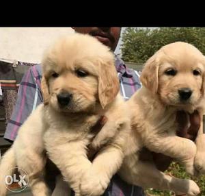 Golden retriever puppies female price  Male