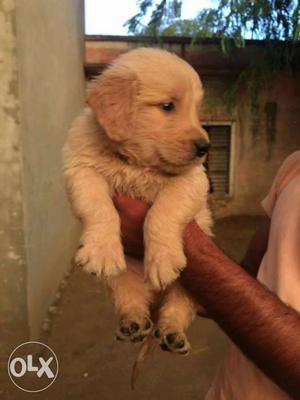 Golden retriever puppy available