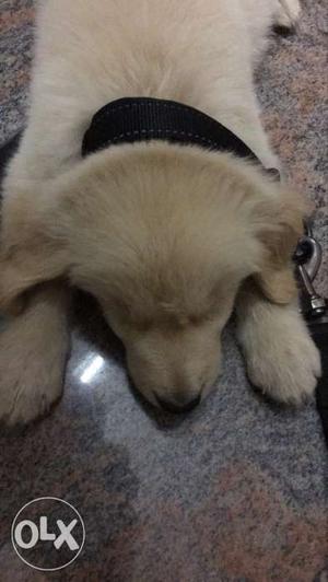 Golden retriever puppy two months old.Need to