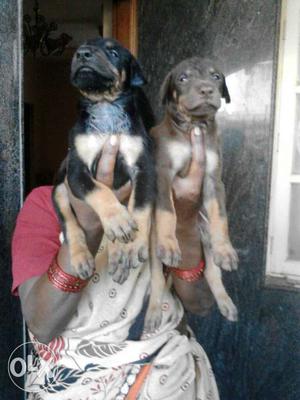 Good Doberman puppies male , female ,