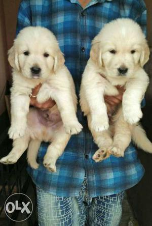 Good quality and heavy size golden Retriever Puppies