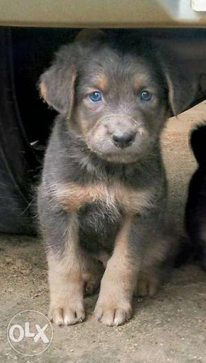 Gray And Brown Puppy
