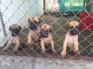 Great dane male and female puppies