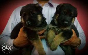 Gsd double coated pupps available in ready stock