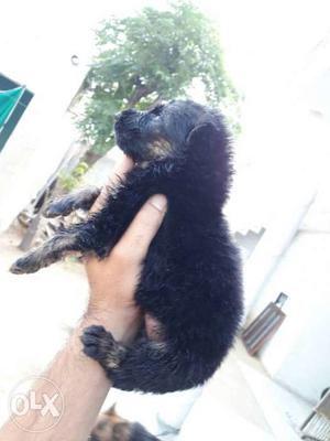 Gsd pups double coat mother father import..pups