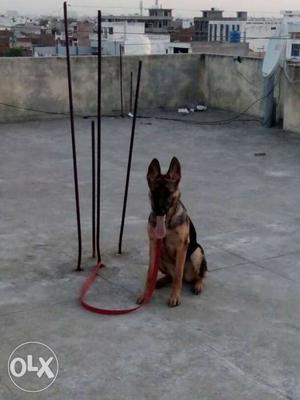 Gsd single cot 6 months fimale