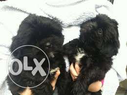 Healthy pure lhasa male female puppies available