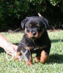Healthy rottweiler puppy for sell 30 day old