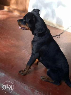 Heavy Breed very active 5 month female Rot puppy
