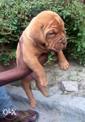 Heavy Head French Mastiff pups available! Most adorable!