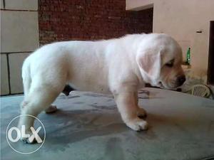 Heavy bone Labrador Retriever Puppy's available