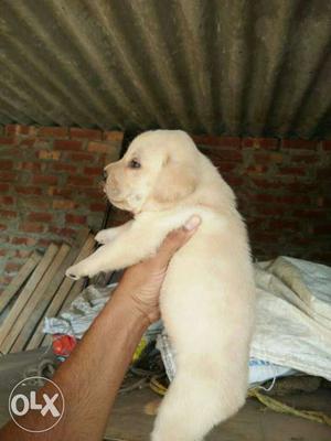 Heavy bone Labrador puppy's in Vadodara amazing