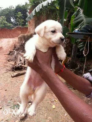 Heavy born size Labrador puppies