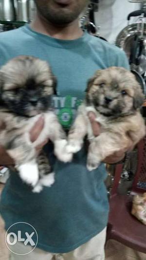 Heavy healthy Lhasa apso puppies available for