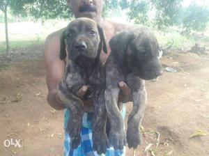 Heavy size Greatdane Female puppies for sale
