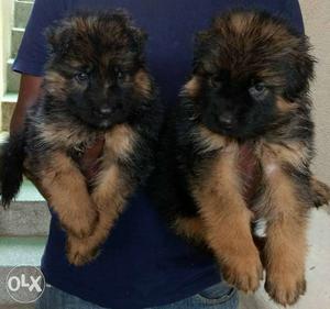 High quality german shepard puppies with rich