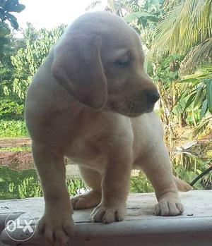 High quality lab females puppies in