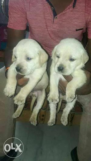 Higher quality Labrador pups available female