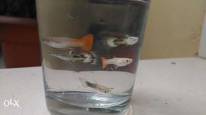 Home breed premium quality colourful guppies, 15rs per pair