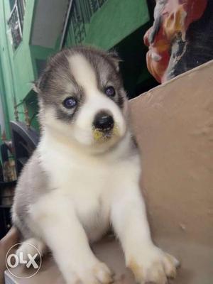 Husky puppies Top quality puppies champion blood line