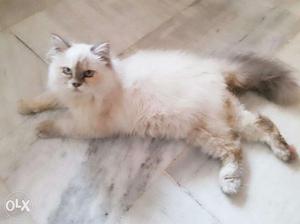 I hav a white persian female cat for urgent sale
