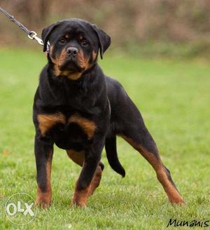 I want to buy a 5_6 months female Rottweiler