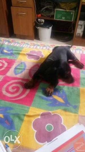 I want to sell my cute Puppy dachshund