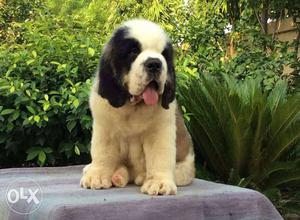 Import lineage saint Bernard puppy available in