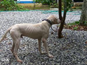 Indian Mastiff (bully Kutta) for Sale colour -