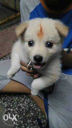 It is female pomerian dog with bargains le price