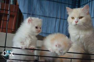 Its very friendly nature persian cat and kitten for sale in