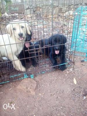 KCI Certified Labrador puppies with blue eyes