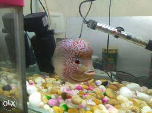 Kamfa Flowerhorn