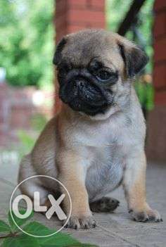 Kci registerd pug puppies