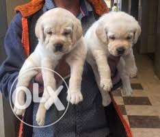 Lab Heavy Size Male and Female puppies Available