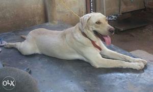 Lab dog male matting available