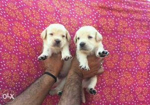 Lab male female champion breed puppy available