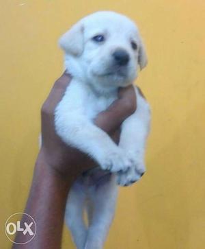 Lab male puppy available for sale more details