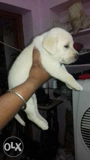 Lab pup male heavy quality