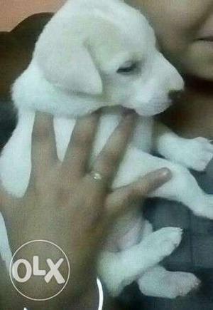 Labra female dog Pure white (18 panje) Pink nose