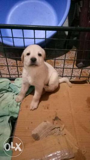 Labrador 4 female only intrested buyers call me