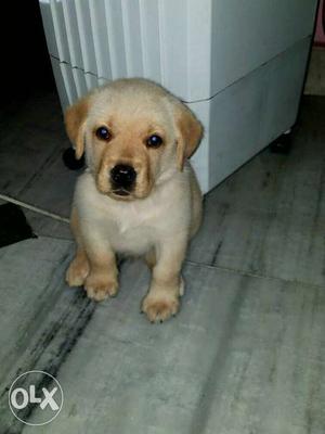 Labrador Puppy Very Cute and Active and Healthy