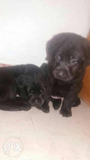 Labrador black colour puppies available all over