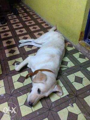 Labrador dog 9 months age male breed