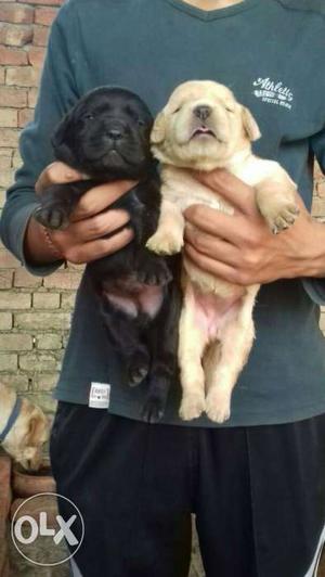 Labrador female  and male  Rupees Only.