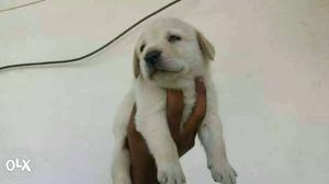 Labrador female puppies available all breed