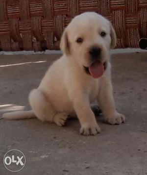 Labrador female puppies available all over india