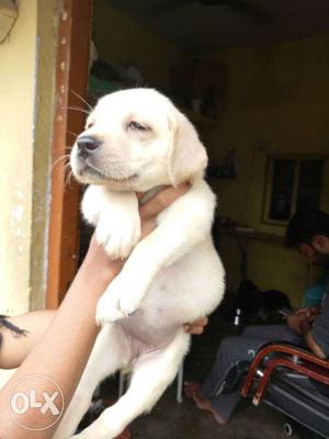 Labrador female puppies sell pure breed available