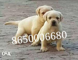 Labrador female puppy available in pure and