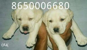 Labrador female pure quality available